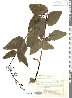 VOR 0020826