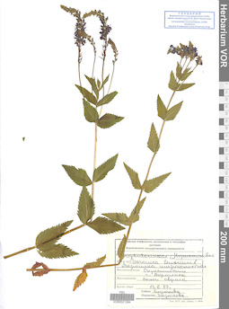 VOR 0021284