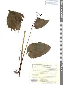 VOR 0020824
