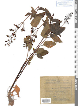 VOR 0020823
