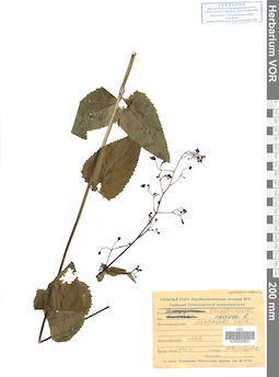 VOR 0020821
