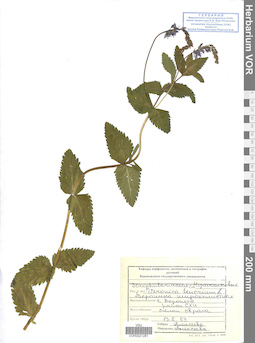 VOR 0021281