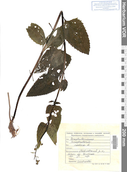 VOR 0020820