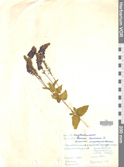 VOR 0021129