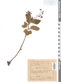 VOR 0020818