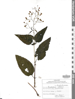 VOR 0020817