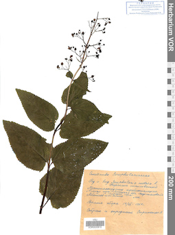 VOR 0020815