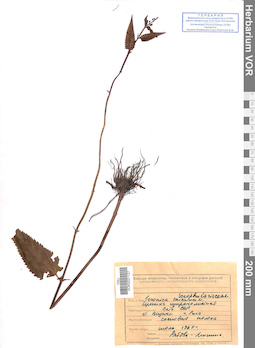 VOR 0021127
