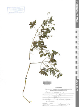 VOR 0042283