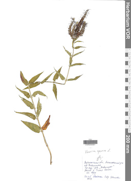 VOR 0040691