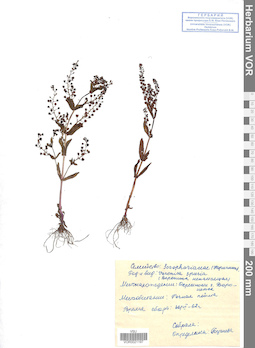 VOR 0021197