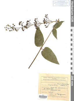 VOR 0020810