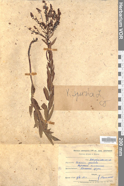 VOR 0021195