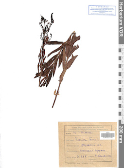VOR 0021194