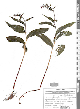 VOR 0042268