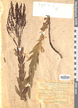 VOR 0021193
