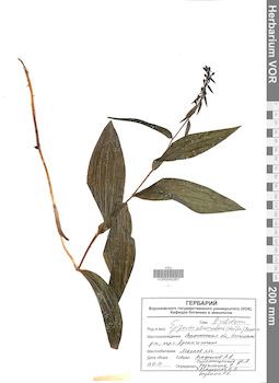 VOR 0042267