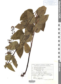 VOR 0020801