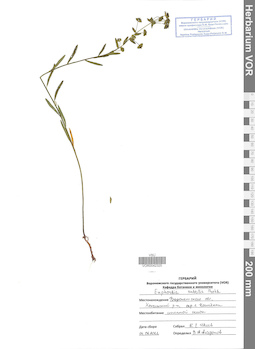 VOR 0042325