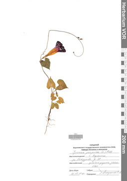 VOR 0042336