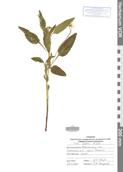 VOR 0042326