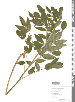 VOR 0041879