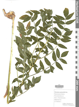 VOR 0041876