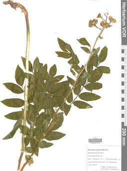VOR 0041874