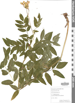 VOR 0041873