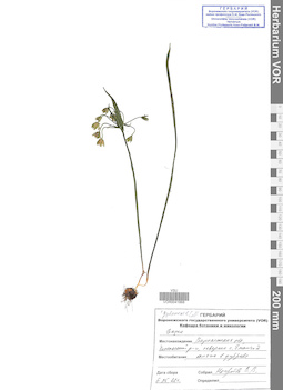VOR 0041868