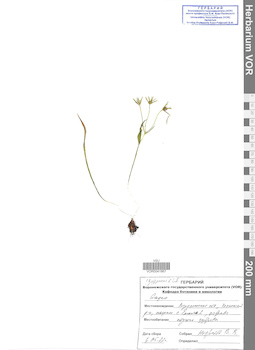 VOR 0041867
