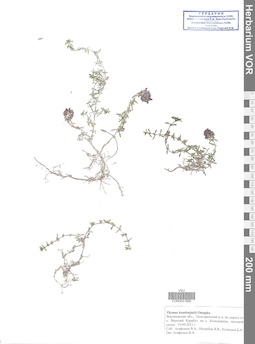 VOR 0041866