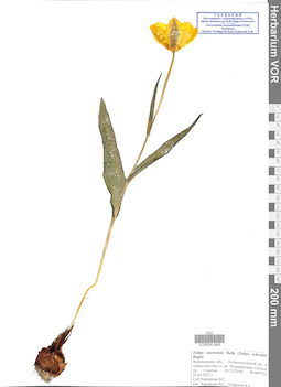 VOR 0041848