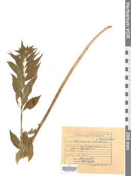 VOR 0021925