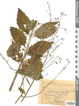 VOR 0021924