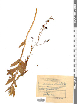 VOR 0021923