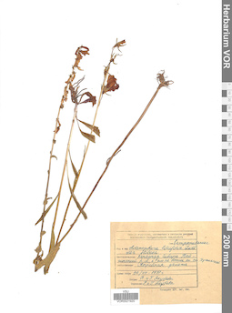 VOR 0021920