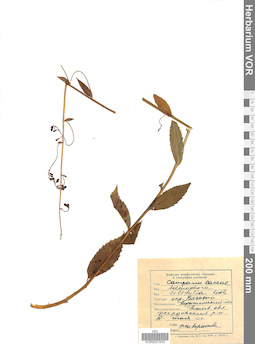 VOR 0021919