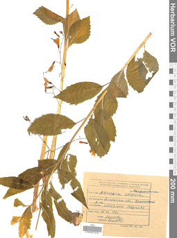 VOR 0021918