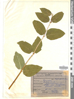 VOR 0021494