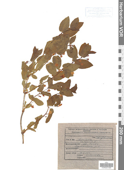 VOR 0021495