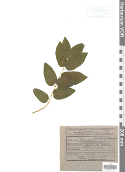 VOR 0021497