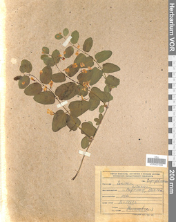 VOR 0021506