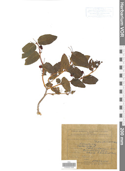 VOR 0021509