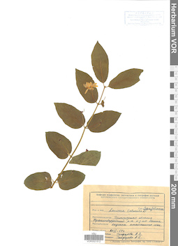 VOR 0021512