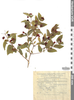 VOR 0021515