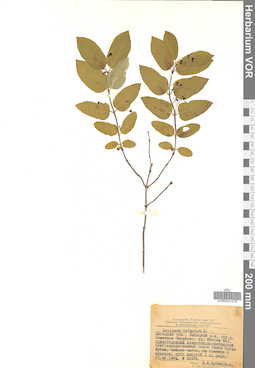 VOR 0021516