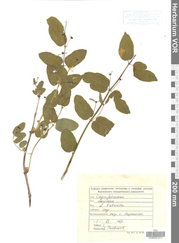 VOR 0021517