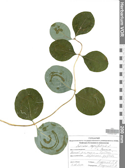 VOR 0021527