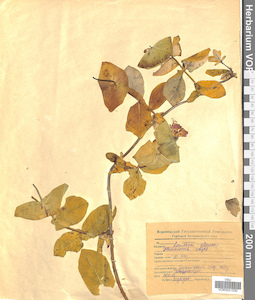VOR 0021530